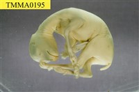 藏品(山羌)的圖片